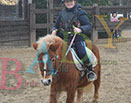 Badyhoeve is een terrein dat tot 3kinderen en hun pony's met de hond Djackson behoort.