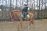Badyhoeve is een terrein dat tot 3kinderen en hun pony's met de hond Djackson behoort.