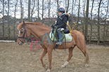 Badyhoeve is een terrein dat tot 3kinderen en hun pony's met de hond Djackson behoort.