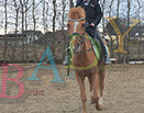 Badyhoeve is een terrein dat tot 3kinderen en hun pony's met de hond Djackson behoort.