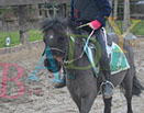Badyhoeve is een terrein dat tot 3kinderen en hun pony's met de hond Djackson behoort.