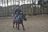 Badyhoeve is een terrein dat tot 3kinderen en hun pony's met de hond Djackson behoort.