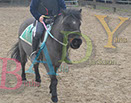 Badyhoeve is een terrein dat tot 3kinderen en hun pony's met de hond Djackson behoort.