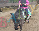 Badyhoeve is een terrein dat tot 3kinderen en hun pony's met de hond Djackson behoort.