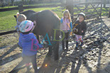Badyhoeve is een terrein dat tot 3kinderen en hun pony's met de hond Djackson behoort.