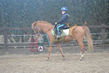 Badyhoeve is een terrein dat tot 3kinderen en hun pony's met de hond Djackson behoort.