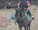 Badyhoeve is een terrein dat tot 3kinderen en hun pony's met de hond Djackson behoort.