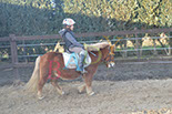 Badyhoeve is een terrein dat tot 3kinderen en hun pony's met de hond Djackson behoort.