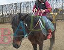 Badyhoeve is een terrein dat tot 3kinderen en hun pony's met de hond Djackson behoort.