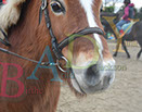 Badyhoeve is een terrein dat tot 3kinderen en hun pony's met de hond Djackson behoort.