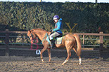 Badyhoeve is een terrein dat tot 3kinderen en hun pony's met de hond Djackson behoort.