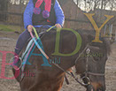 Badyhoeve is een terrein dat tot 3kinderen en hun pony's met de hond Djackson behoort.