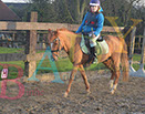 Badyhoeve is een terrein dat tot 3kinderen en hun pony's met de hond Djackson behoort.