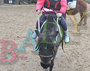 Badyhoeve is een terrein dat tot 3kinderen en hun pony's met de hond Djackson behoort.