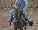 Badyhoeve is een terrein dat tot 3kinderen en hun pony's met de hond Djackson behoort.