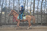 Badyhoeve is een terrein dat tot 3kinderen en hun pony's met de hond Djackson behoort.