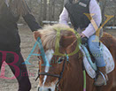 Badyhoeve is een terrein dat tot 3kinderen en hun pony's met de hond Djackson behoort.