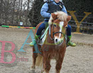Badyhoeve is een terrein dat tot 3kinderen en hun pony's met de hond Djackson behoort.