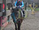 Badyhoeve is een terrein dat tot 3kinderen en hun pony's met de hond Djackson behoort.