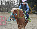 Badyhoeve is een terrein dat tot 3kinderen en hun pony's met de hond Djackson behoort.
