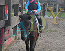 Badyhoeve is een terrein dat tot 3kinderen en hun pony's met de hond Djackson behoort.