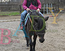 Badyhoeve is een terrein dat tot 3kinderen en hun pony's met de hond Djackson behoort.
