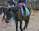 Badyhoeve is een terrein dat tot 3kinderen en hun pony's met de hond Djackson behoort.