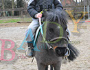 Badyhoeve is een terrein dat tot 3kinderen en hun pony's met de hond Djackson behoort.