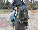 Badyhoeve is een terrein dat tot 3kinderen en hun pony's met de hond Djackson behoort.