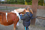 Badyhoeve is een terrein dat tot 3kinderen en hun pony's met de hond Djackson behoort.