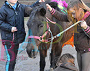 Badyhoeve is een terrein dat tot 3kinderen en hun pony's met de hond Djackson behoort.