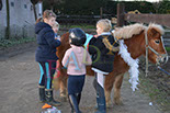 Badyhoeve is een terrein dat tot 3kinderen en hun pony's met de hond Djackson behoort.